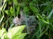 spiderweb01.jpg